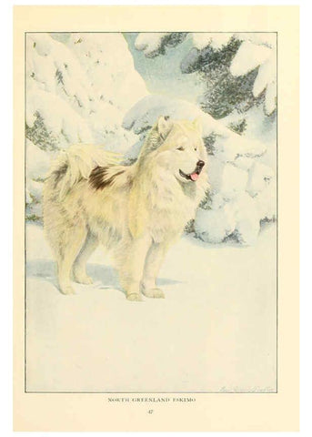 Reproducción/Reproduction 6353223959: The book of dogs Washington, D. C.,The National geographic society[c1919] 