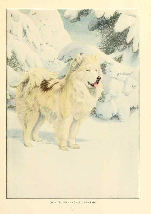 Reproducción/Reproduction 6353223959: The book of dogs Washington, D. C.,The National geographic society[c1919] 
