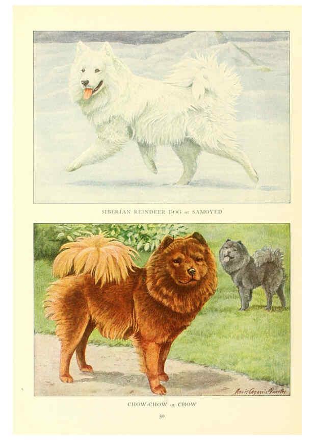 Reproducción/Reproduction 6353224365: The book of dogs Washington, D. C.,The National geographic society[c1919] 