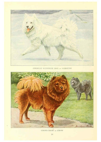 Reproducción/Reproduction 6353224365: The book of dogs Washington, D. C.,The National geographic society[c1919] 