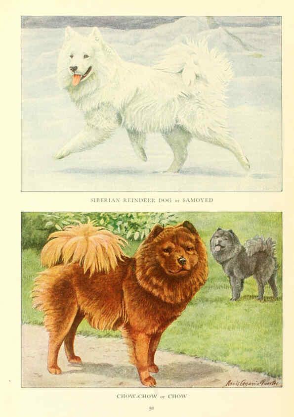 Reproducción/Reproduction 6353224365: The book of dogs Washington, D. C.,The National geographic society[c1919] 