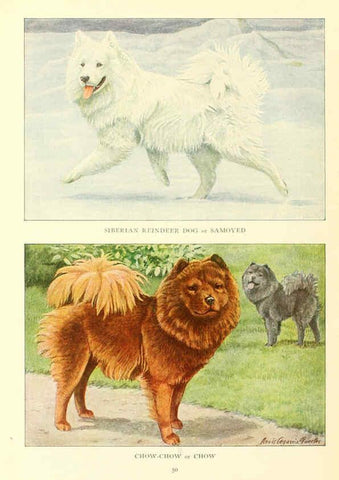 Reproducción/Reproduction 6353224365: The book of dogs Washington, D. C.,The National geographic society[c1919] 