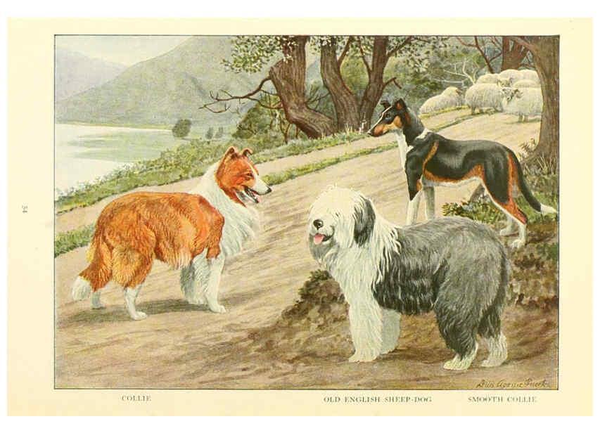 Reproducción/Reproduction 6353225011: The book of dogs Washington, D. C.,The National geographic society[c1919] 