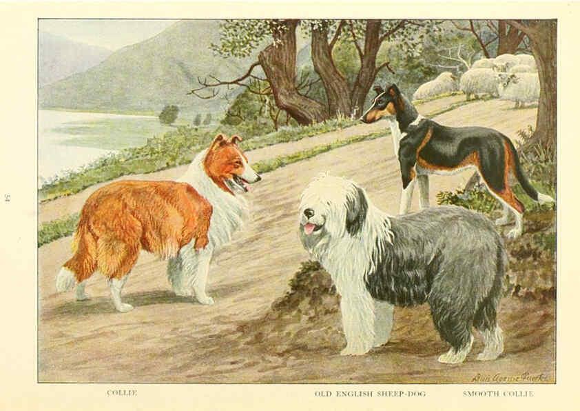 Reproducción/Reproduction 6353225011: The book of dogs Washington, D. C.,The National geographic society[c1919] 