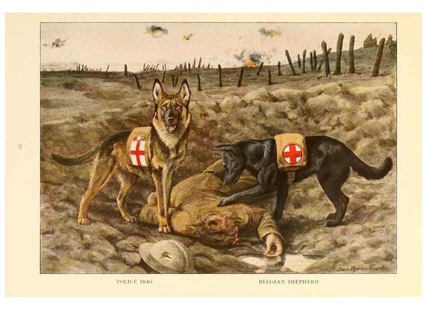 Reproducción/Reproduction 6353225323: The book of dogs Washington, D. C.,The National geographic society[c1919] 