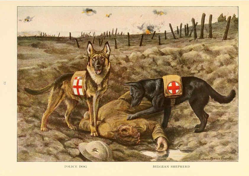 Reproducción/Reproduction 6353225323: The book of dogs Washington, D. C.,The National geographic society[c1919] 