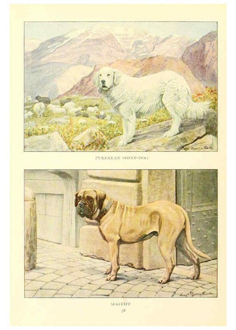 Reproducción/Reproduction 6353225625: The book of dogs Washington, D. C.,The National geographic society[c1919] 