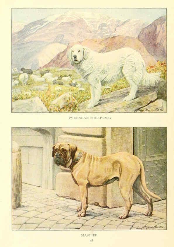 Reproducción/Reproduction 6353225625: The book of dogs Washington, D. C.,The National geographic society[c1919] 