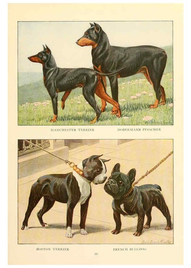 Reproducción/Reproduction 6353225969: The book of dogs Washington, D. C.,The National geographic society[c1919] 