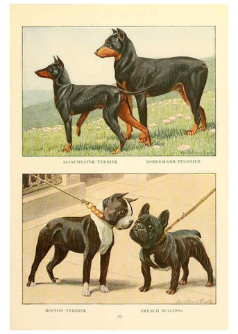Reproducción/Reproduction 6353225969: The book of dogs Washington, D. C.,The National geographic society[c1919] 