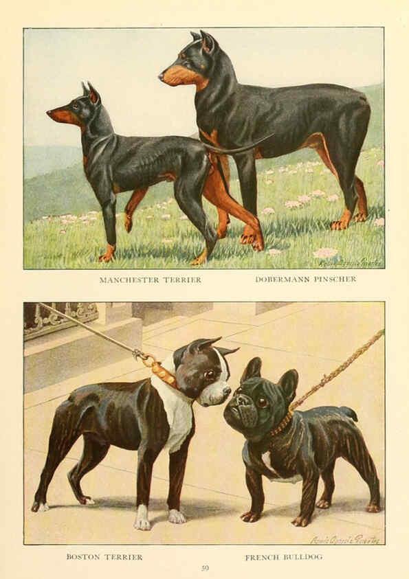 Reproducción/Reproduction 6353225969: The book of dogs Washington, D. C.,The National geographic society[c1919] 