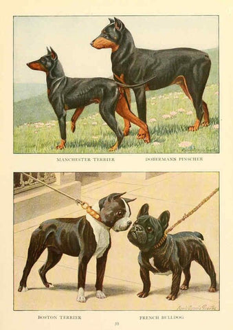 Reproducción/Reproduction 6353225969: The book of dogs Washington, D. C.,The National geographic society[c1919] 