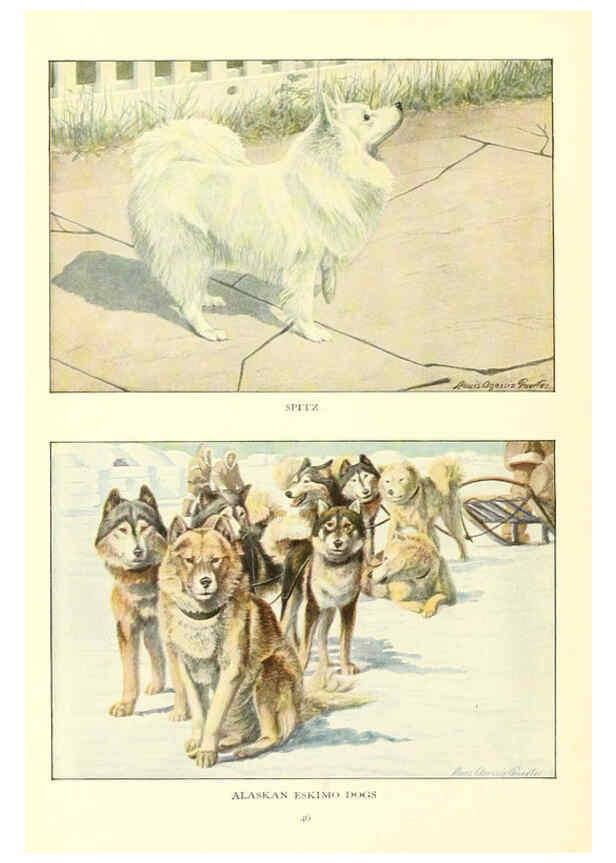 Reproducción/Reproduction 6353223611: The book of dogs Washington, D. C.,The National geographic society[c1919] 