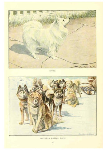Reproducción/Reproduction 6353223611: The book of dogs Washington, D. C.,The National geographic society[c1919] 