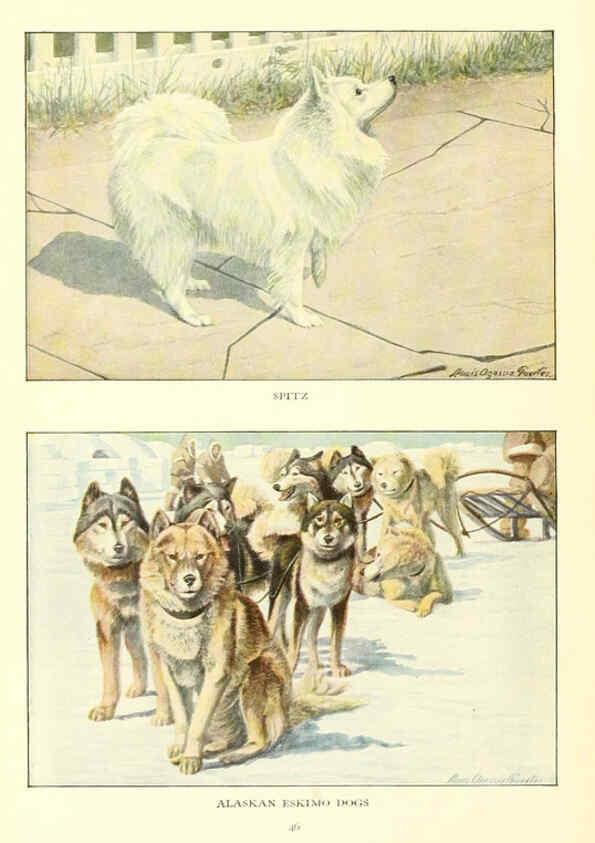 Reproducción/Reproduction 6353223611: The book of dogs Washington, D. C.,The National geographic society[c1919] 