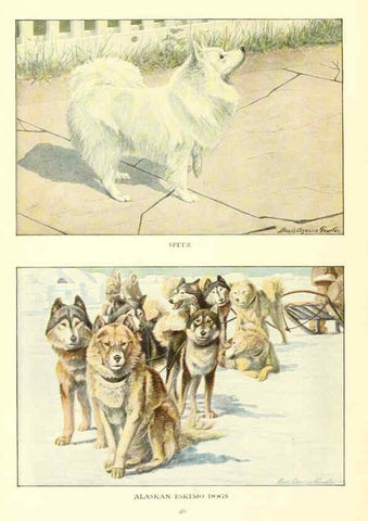 Reproducción/Reproduction 6353223611: The book of dogs Washington, D. C.,The National geographic society[c1919] 