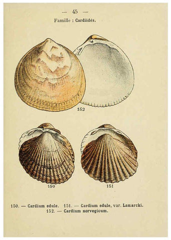 Reproducción/Reproduction 6312249684: Atlas de poche des coquilles des côtes de France Paris,Librairie des sciences naturelles, Paul Klincksiek,1913