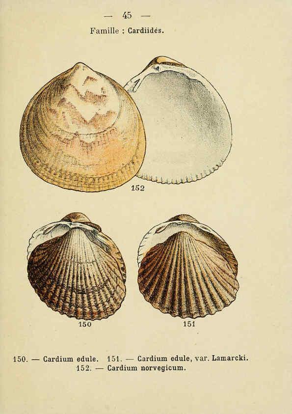 Reproducción/Reproduction 6312249684: Atlas de poche des coquilles des côtes de France Paris,Librairie des sciences naturelles, Paul Klincksiek,1913