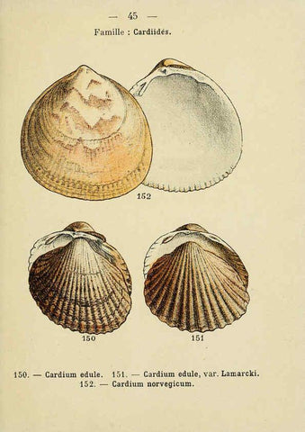 Reproducción/Reproduction 6312249684: Atlas de poche des coquilles des côtes de France Paris,Librairie des sciences naturelles, Paul Klincksiek,1913