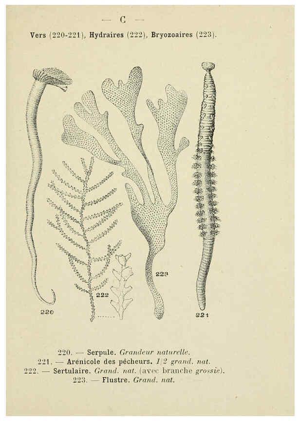 Reproducción/Reproduction 6311733909: Atlas de poche des coquilles des côtes de France Paris,Librairie des sciences naturelles, Paul Klincksiek,1913