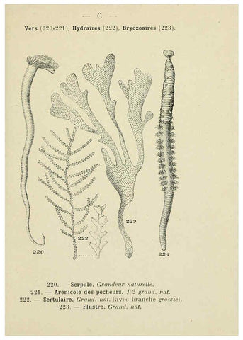 Reproducción/Reproduction 6311733909: Atlas de poche des coquilles des côtes de France Paris,Librairie des sciences naturelles, Paul Klincksiek,1913
