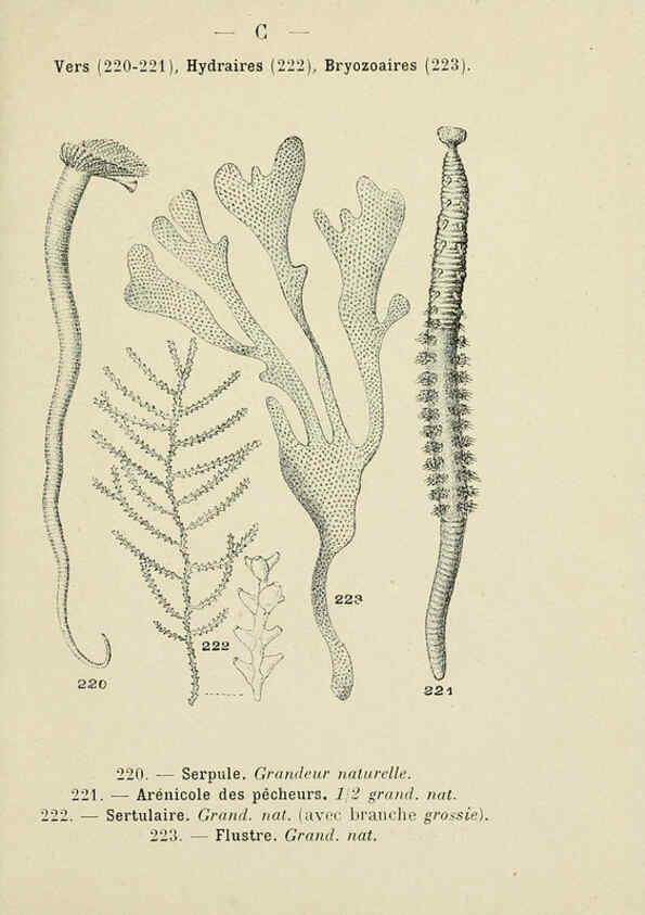 Reproducción/Reproduction 6311733909: Atlas de poche des coquilles des côtes de France Paris,Librairie des sciences naturelles, Paul Klincksiek,1913