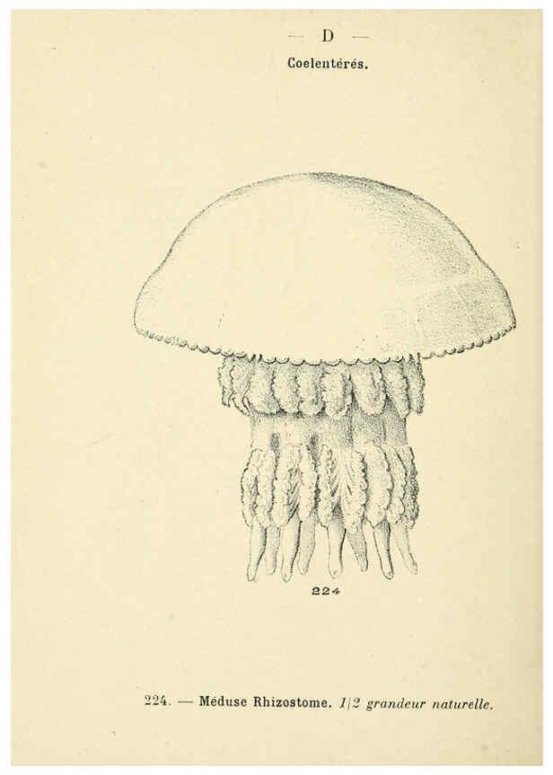 Reproducción/Reproduction 6311734129: Atlas de poche des coquilles des côtes de France Paris,Librairie des sciences naturelles, Paul Klincksiek,1913