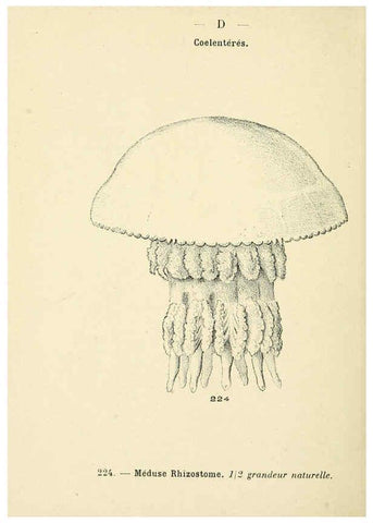 Reproducción/Reproduction 6311734129: Atlas de poche des coquilles des côtes de France Paris,Librairie des sciences naturelles, Paul Klincksiek,1913