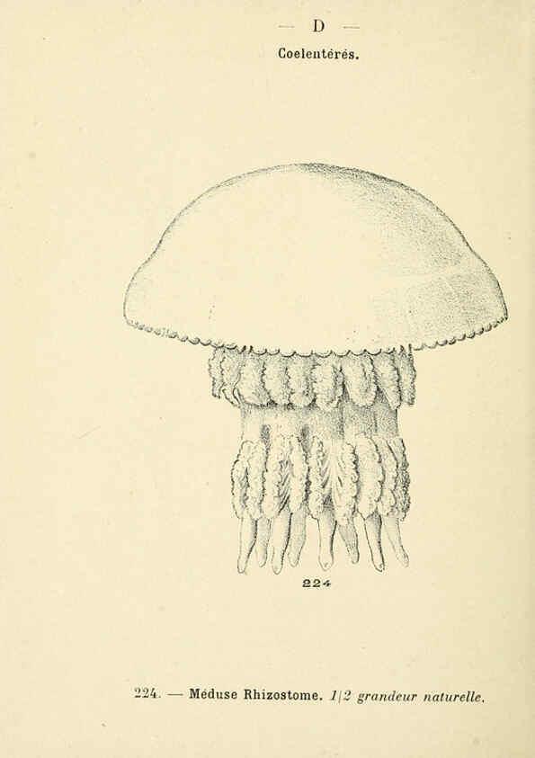 Reproducción/Reproduction 6311734129: Atlas de poche des coquilles des côtes de France Paris,Librairie des sciences naturelles, Paul Klincksiek,1913