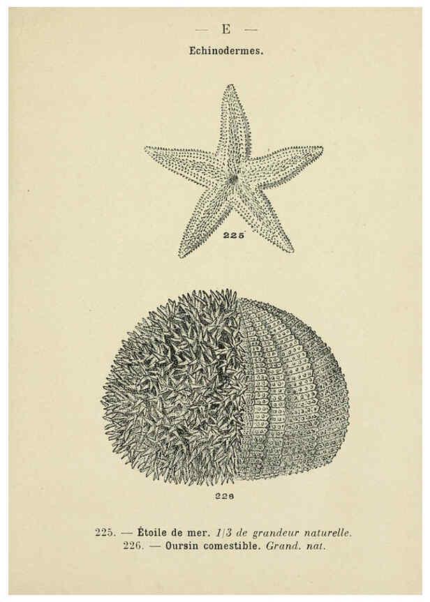 Reproducción/Reproduction 6312254800: Atlas de poche des coquilles des côtes de France Paris,Librairie des sciences naturelles, Paul Klincksiek,1913