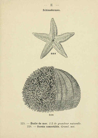 Reproducción/Reproduction 6312254800: Atlas de poche des coquilles des côtes de France Paris,Librairie des sciences naturelles, Paul Klincksiek,1913