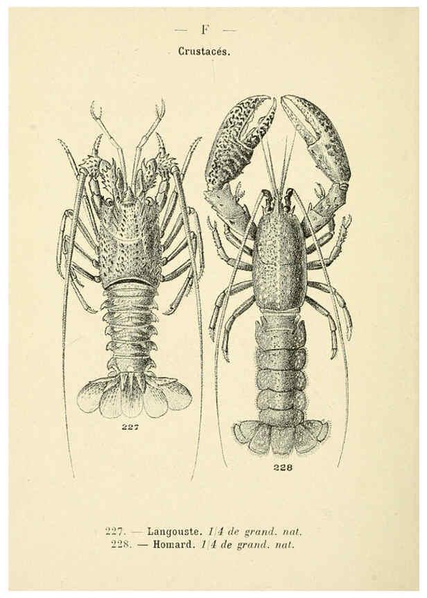 Reproducción/Reproduction 6311734473: Atlas de poche des coquilles des côtes de France Paris,Librairie des sciences naturelles, Paul Klincksiek,1913