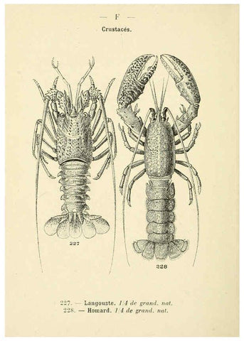 Reproducción/Reproduction 6311734473: Atlas de poche des coquilles des côtes de France Paris,Librairie des sciences naturelles, Paul Klincksiek,1913