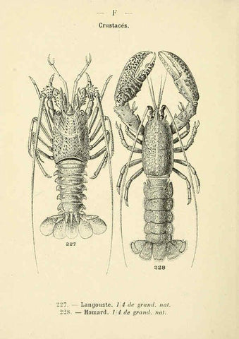 Reproducción/Reproduction 6311734473: Atlas de poche des coquilles des côtes de France Paris,Librairie des sciences naturelles, Paul Klincksiek,1913