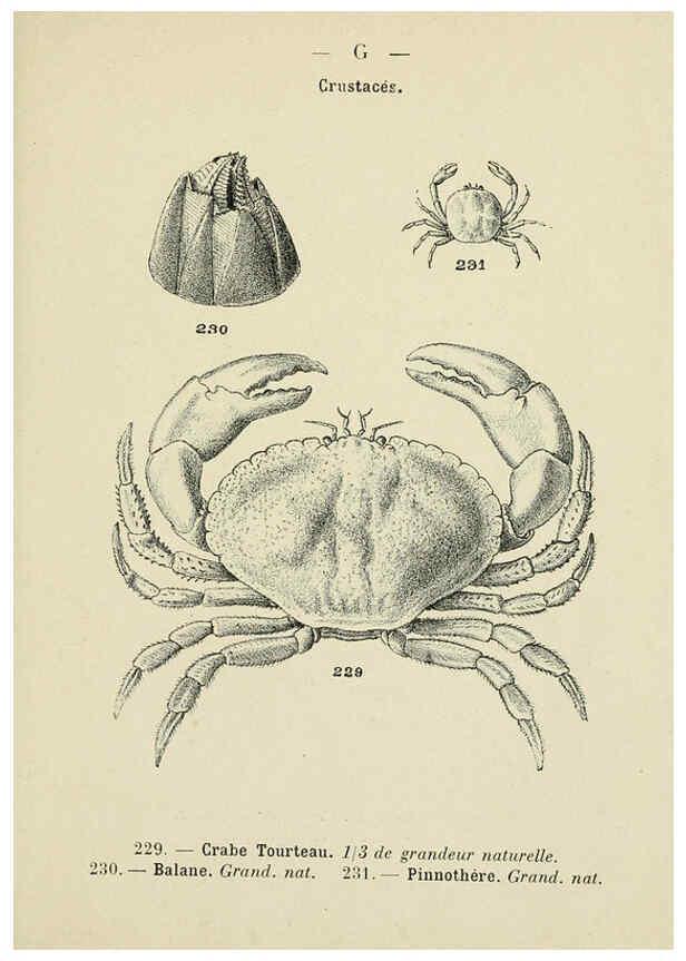 Reproducción/Reproduction 6312255218: Atlas de poche des coquilles des côtes de France Paris,Librairie des sciences naturelles, Paul Klincksiek,1913