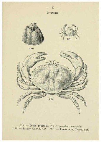Reproducción/Reproduction 6312255218: Atlas de poche des coquilles des côtes de France Paris,Librairie des sciences naturelles, Paul Klincksiek,1913
