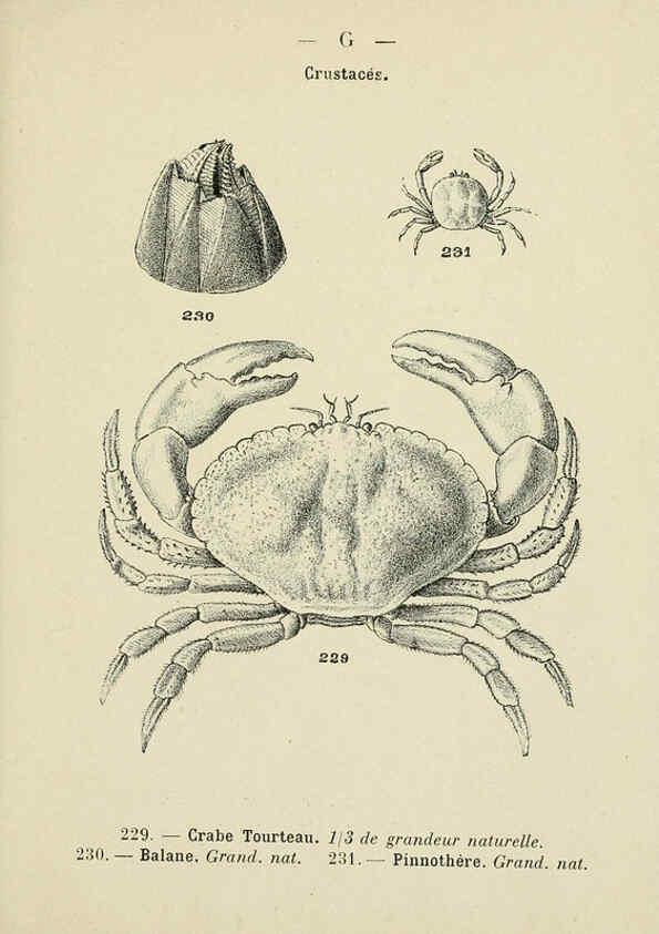 Reproducción/Reproduction 6312255218: Atlas de poche des coquilles des côtes de France Paris,Librairie des sciences naturelles, Paul Klincksiek,1913