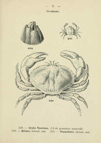 Reproducción/Reproduction 6312255218: Atlas de poche des coquilles des côtes de France Paris,Librairie des sciences naturelles, Paul Klincksiek,1913
