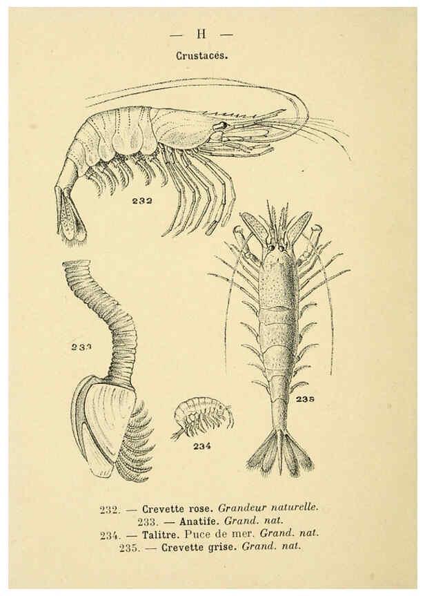 Reproducción/Reproduction 6312255500: Atlas de poche des coquilles des côtes de France Paris,Librairie des sciences naturelles, Paul Klincksiek,1913