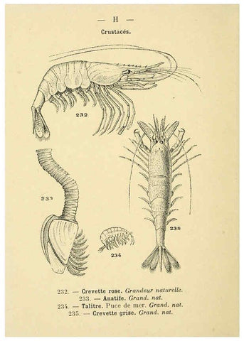 Reproducción/Reproduction 6312255500: Atlas de poche des coquilles des côtes de France Paris,Librairie des sciences naturelles, Paul Klincksiek,1913