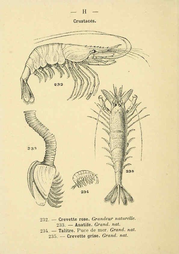 Reproducción/Reproduction 6312255500: Atlas de poche des coquilles des côtes de France Paris,Librairie des sciences naturelles, Paul Klincksiek,1913