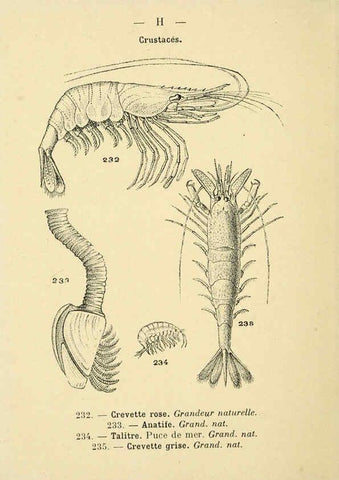 Reproducción/Reproduction 6312255500: Atlas de poche des coquilles des côtes de France Paris,Librairie des sciences naturelles, Paul Klincksiek,1913