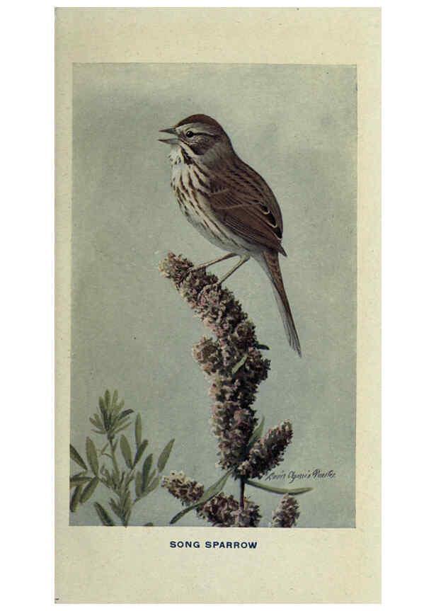 Reproducción/Reproduction 6311761695: The way to study birds New York,Putnam,1917