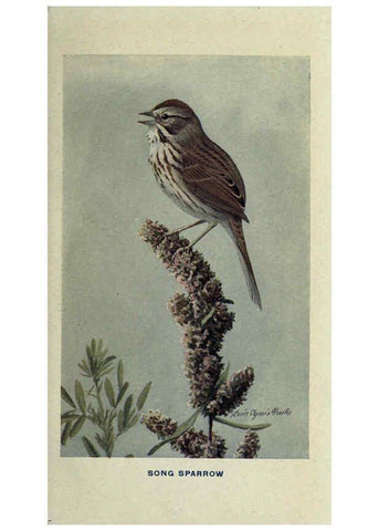 Reproducción/Reproduction 6311761695: The way to study birds New York,Putnam,1917