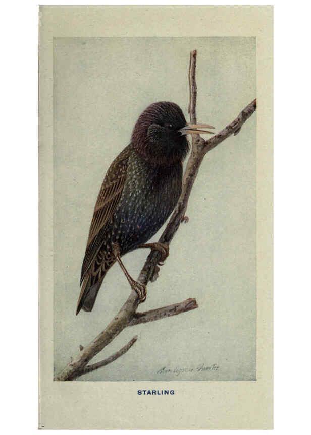 Reproducción/Reproduction 6311761897: The way to study birds New York,Putnam,1917