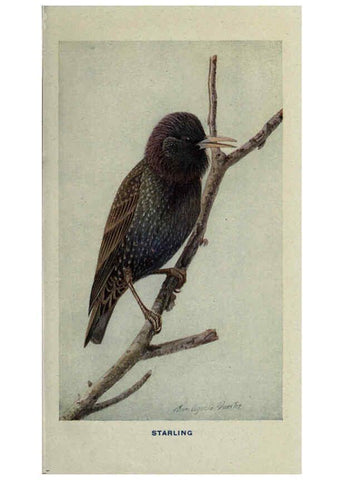 Reproducción/Reproduction 6311761897: The way to study birds New York,Putnam,1917