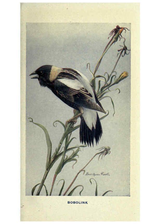 Reproducción/Reproduction 6311763071: The way to study birds New York,Putnam,1917