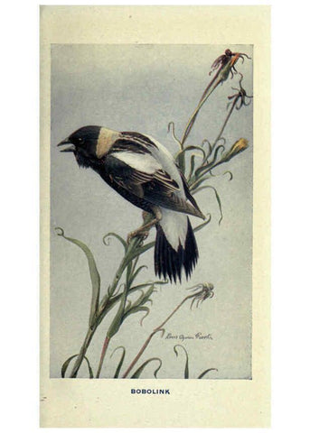 Reproducción/Reproduction 6311763071: The way to study birds New York,Putnam,1917
