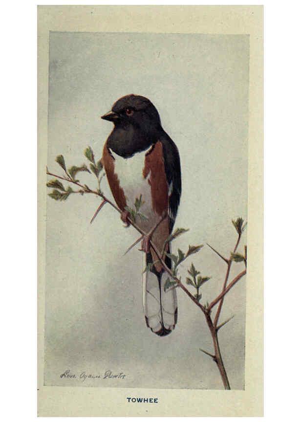 Reproducción/Reproduction 6311763299: The way to study birds New York,Putnam,1917