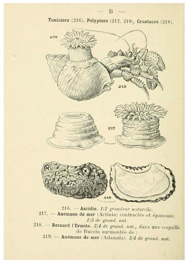 Reproducción/Reproduction 6311733707: Atlas de poche des coquilles des côtes de France Paris,Librairie des sciences naturelles, Paul Klincksiek,1913